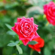 Family-owned landscaping business in Iowa, offering exceptional service and quality workmanship for nearly 40 years.