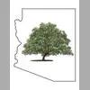 Family-owned tree care and landscaping services in Tucson, AZ since 1975, led by a certified arborist.