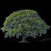 Family-owned tree care experts in Los Angeles since 1930, driven by passion and commitment to preservation.