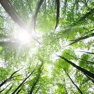Expert tree services in Northern Michigan with over 30 years of experience and a focus on quality and safety.