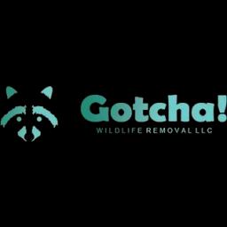 Gotcha Wildlife Removal offers humane and efficient wildlife removal services in the Tampa Bay area, backed by 20 years of experience.