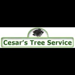 Cesar's Tree Service specializes in tree care, stump removal, and firewood sales in Oak Lawn, IL, operating 24/7.