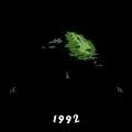 Premier tree care service enhancing landscapes in San Diego & Imperial County for over 30 years.