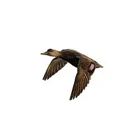 Black Duck Mechanical