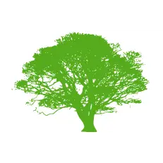 OSHAN TREES INC