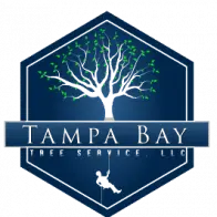 Tampa Bay Tree Service LLC