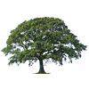 BAY CITIES TREE PRESERVATION