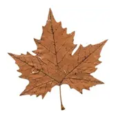 DRY LEAF TREE SERVICE LLC