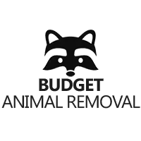 Budget Animal Removal