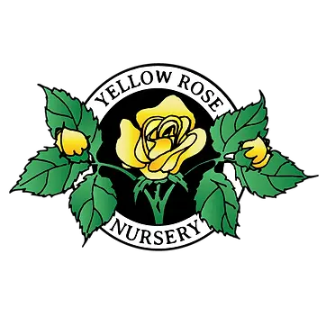 Yellow Rose Nursery