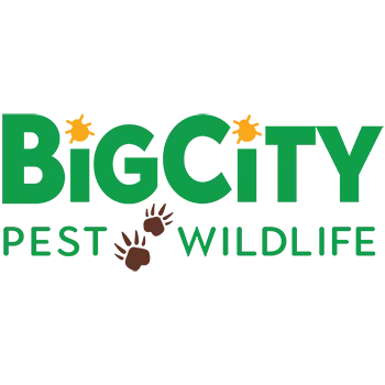 Big City Pest & Wildlife