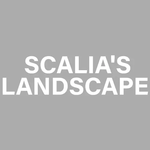 Scalia's Landscape