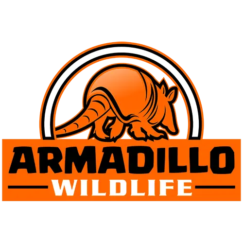 Armadillo Wildlife