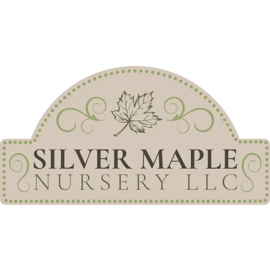 Silver Maple Nursery